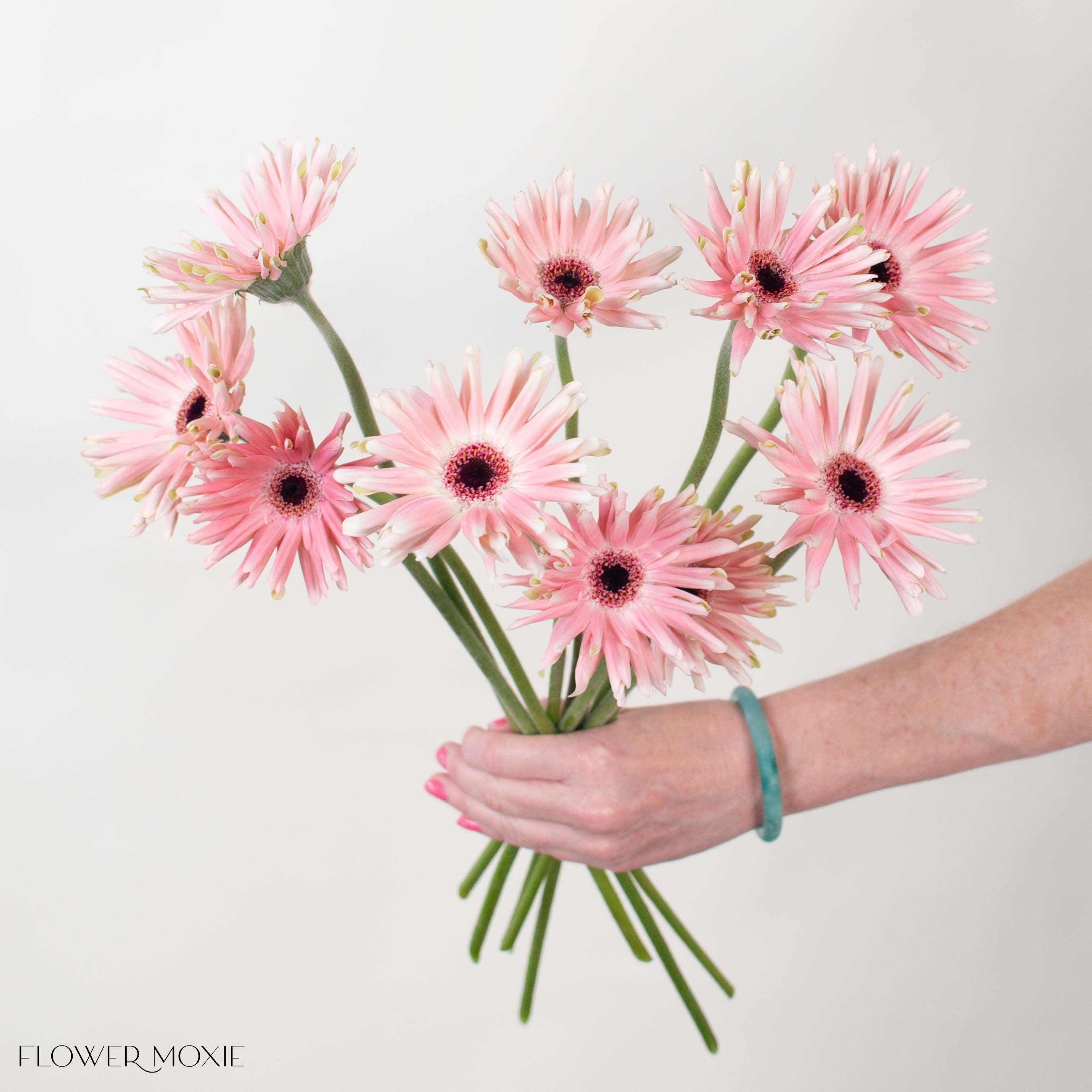 Pastini Pesaro Blush Mini Gerbera
