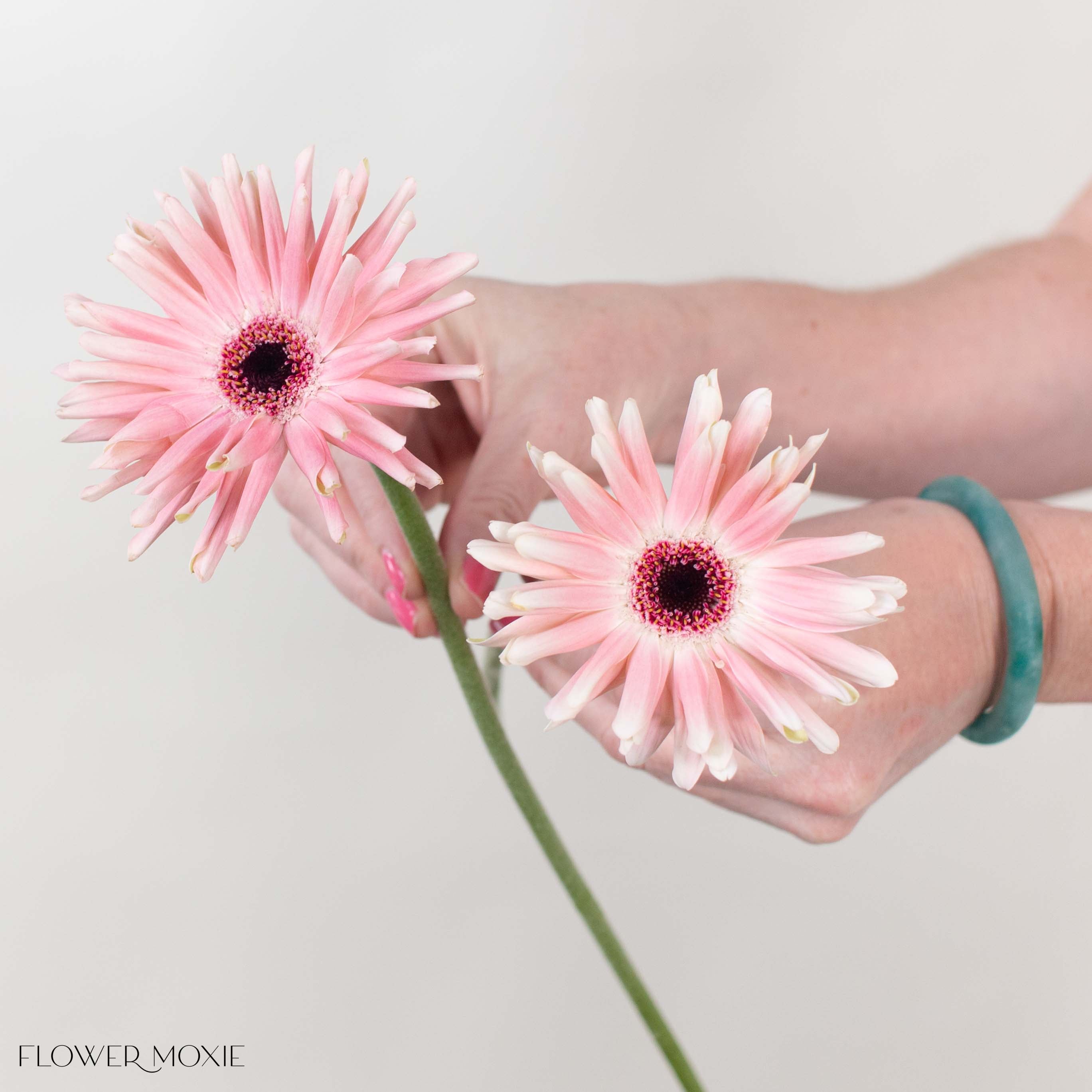 Pastini Pesaro Blush Mini Gerbera
