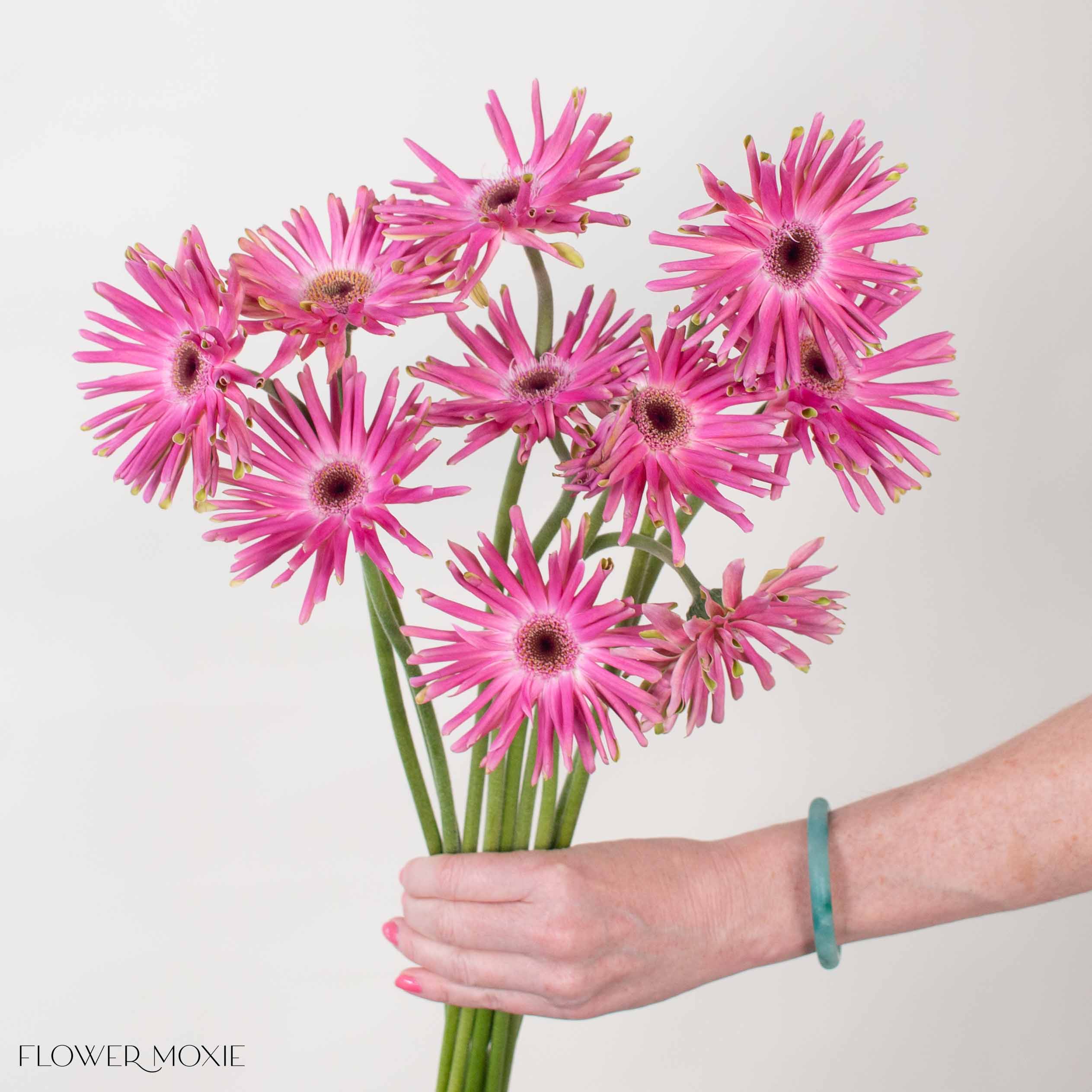 Pastini Vittoria Mauve Mini Gerbera