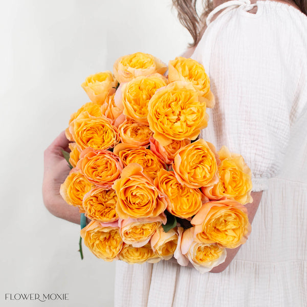 Peach_King_s_Cross_Garden_Rose