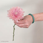 Peach Cremone Flower
