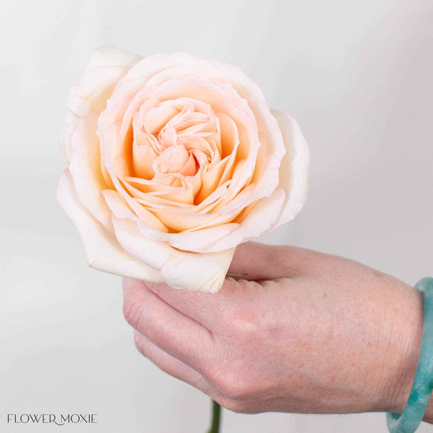 Soft Peach Princess Maya Garden Rose