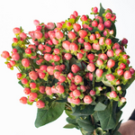 Peach hyper 95c49e5c 3cff 454e 8101 d51e0eebc7f1