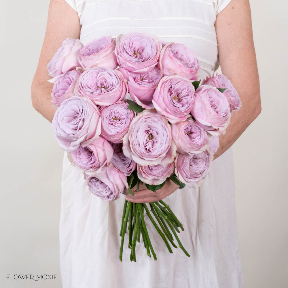 Pink Lavender Peonikiss Rose