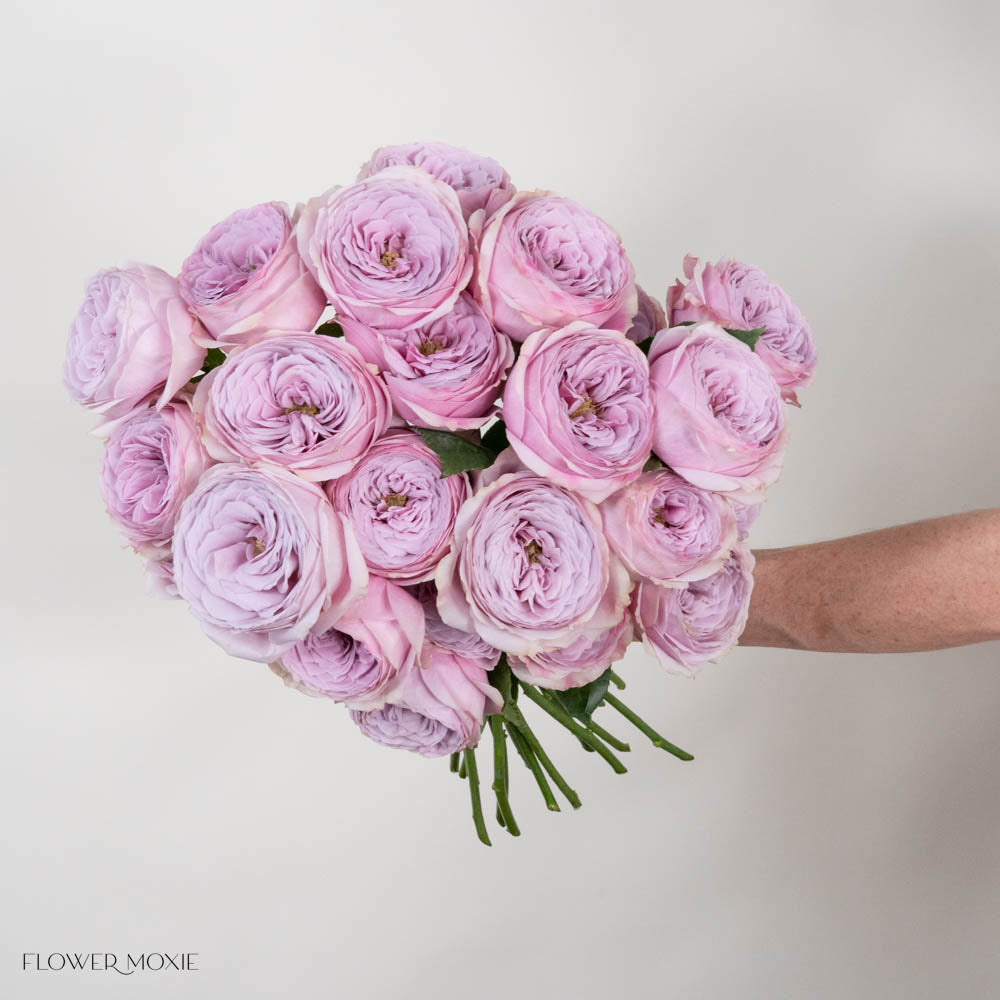 Pink Lavender Peonikiss Rose