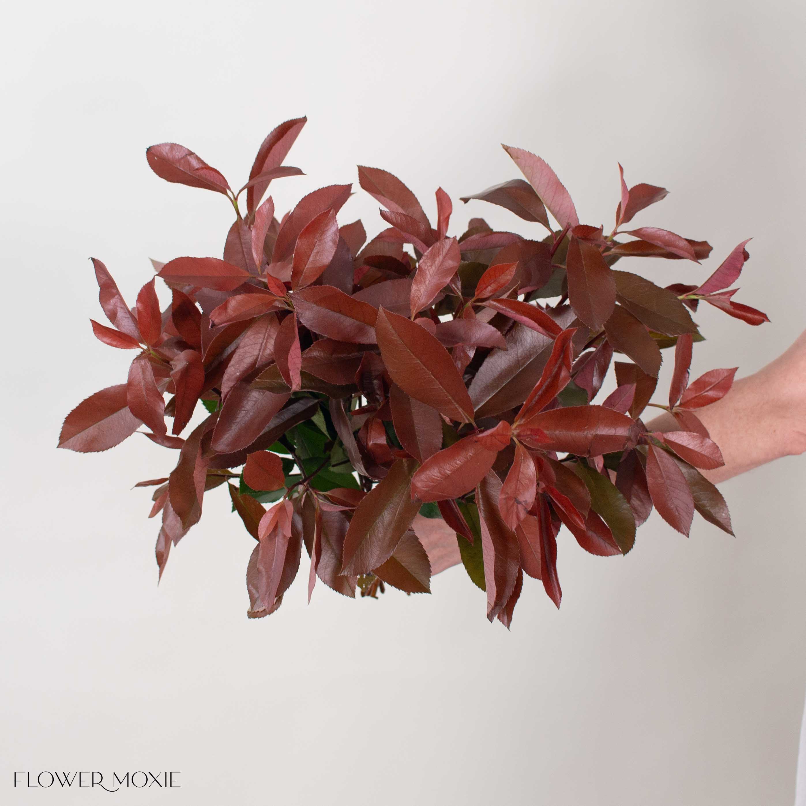 Red and Green Photinia Greenery
