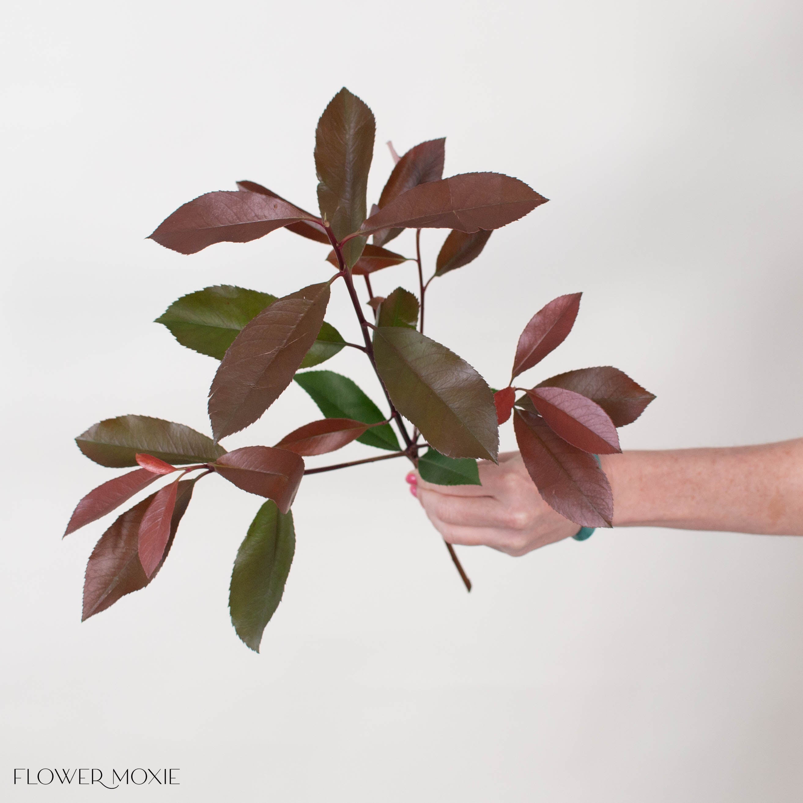 Red and Green Photinia Greenery
