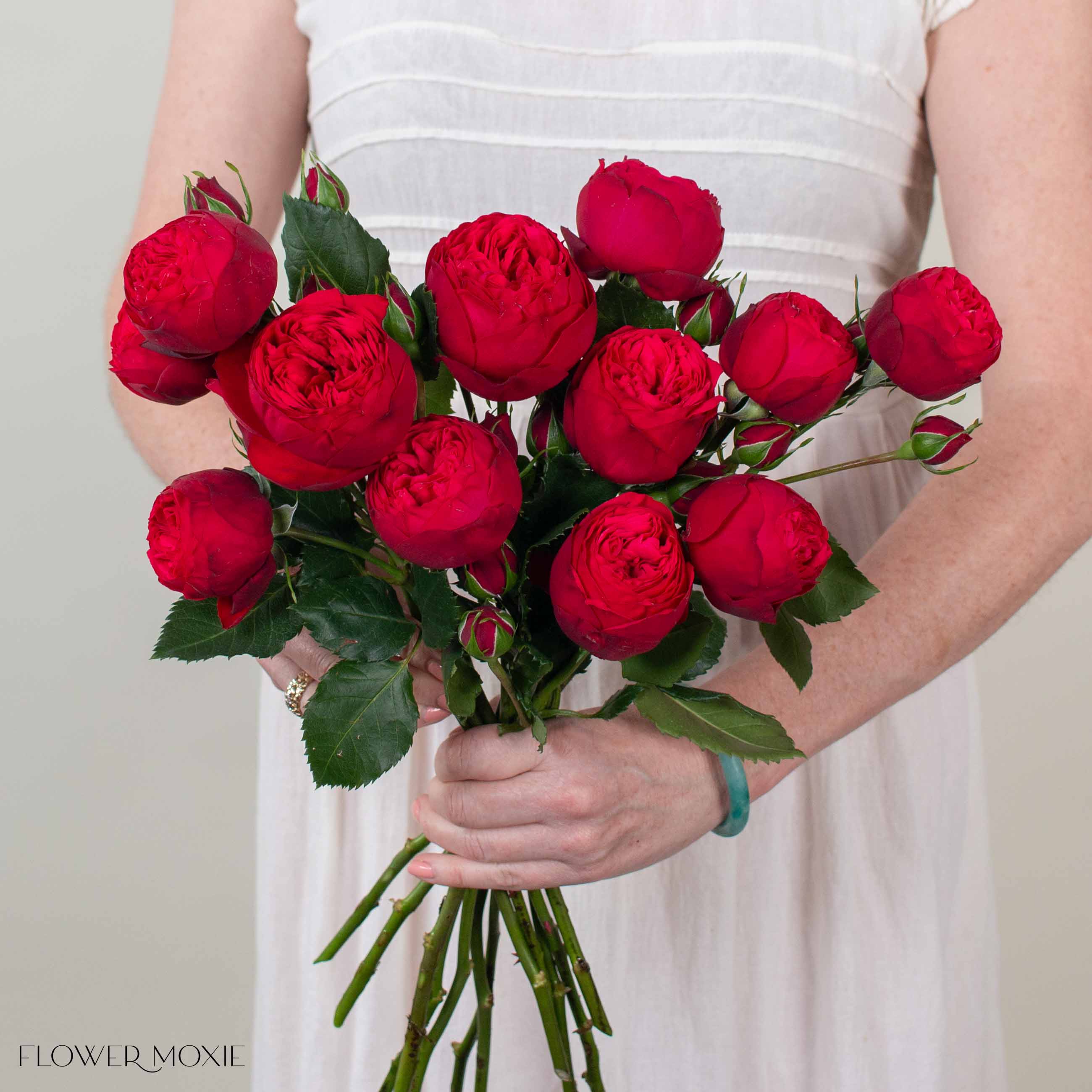 Red Piano Garden Rose
