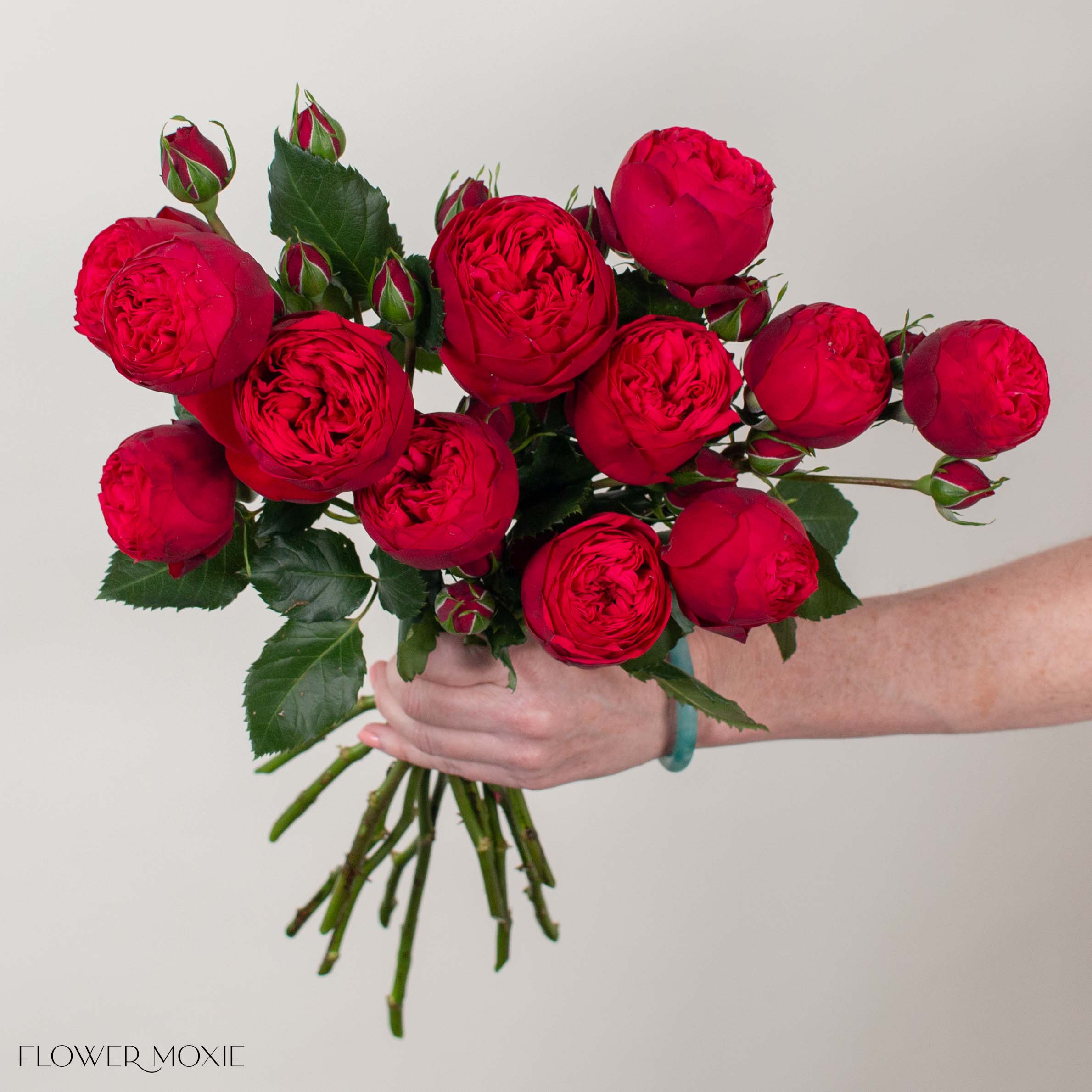 Red Piano Garden Rose

