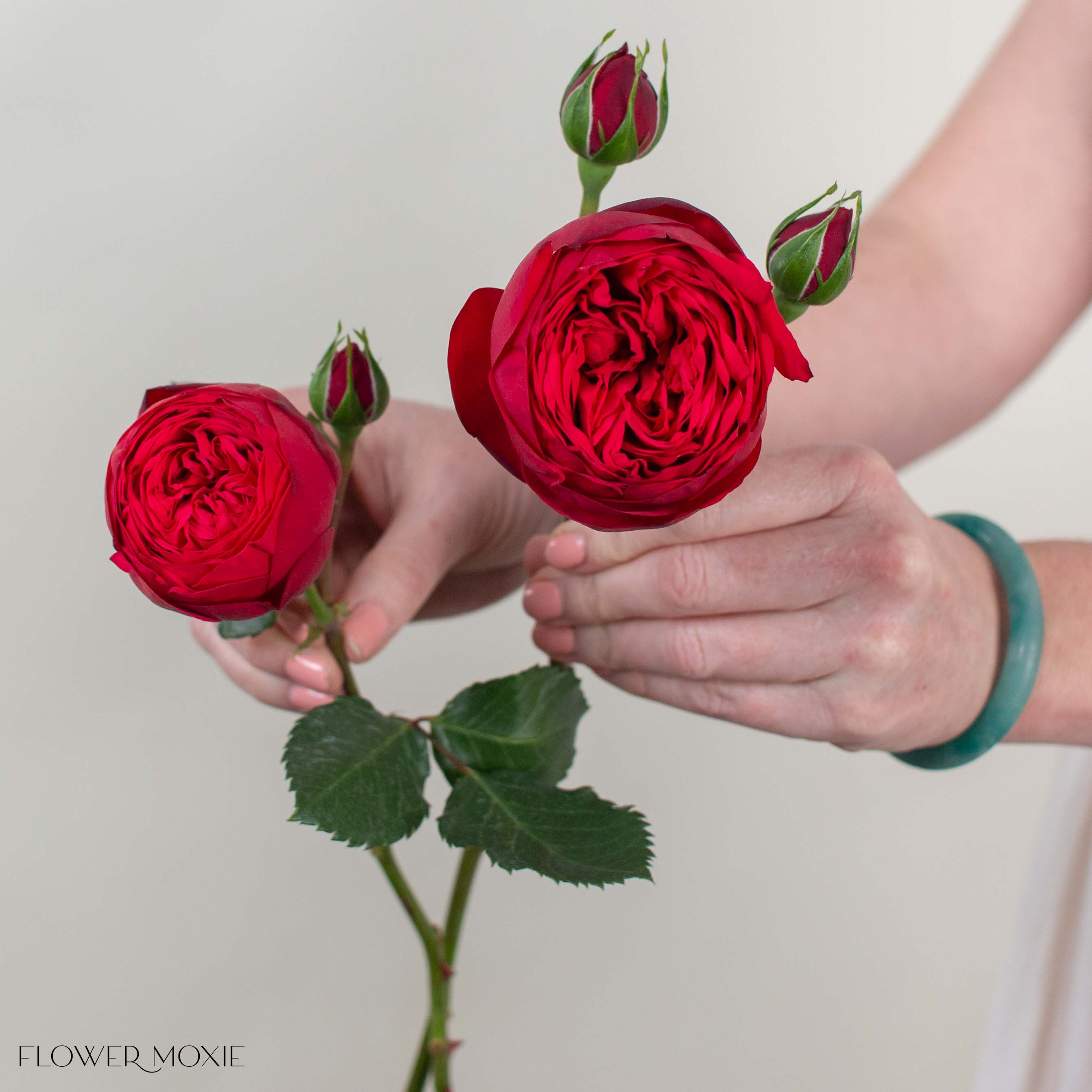 Red Piano Garden Rose
