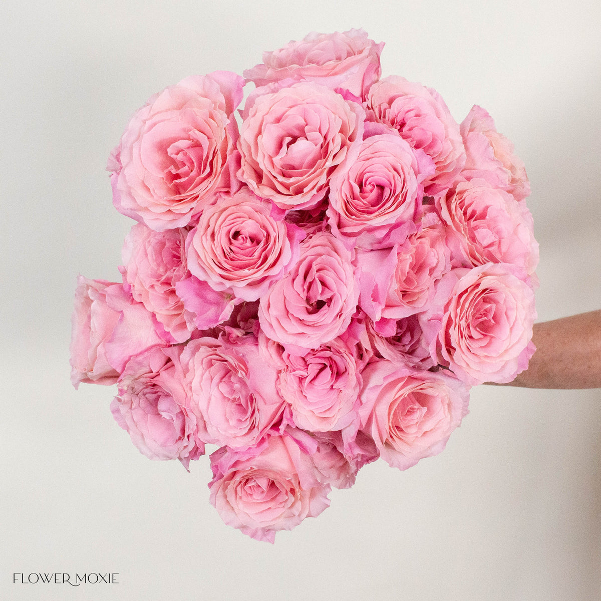 Pink Babaloo Rose