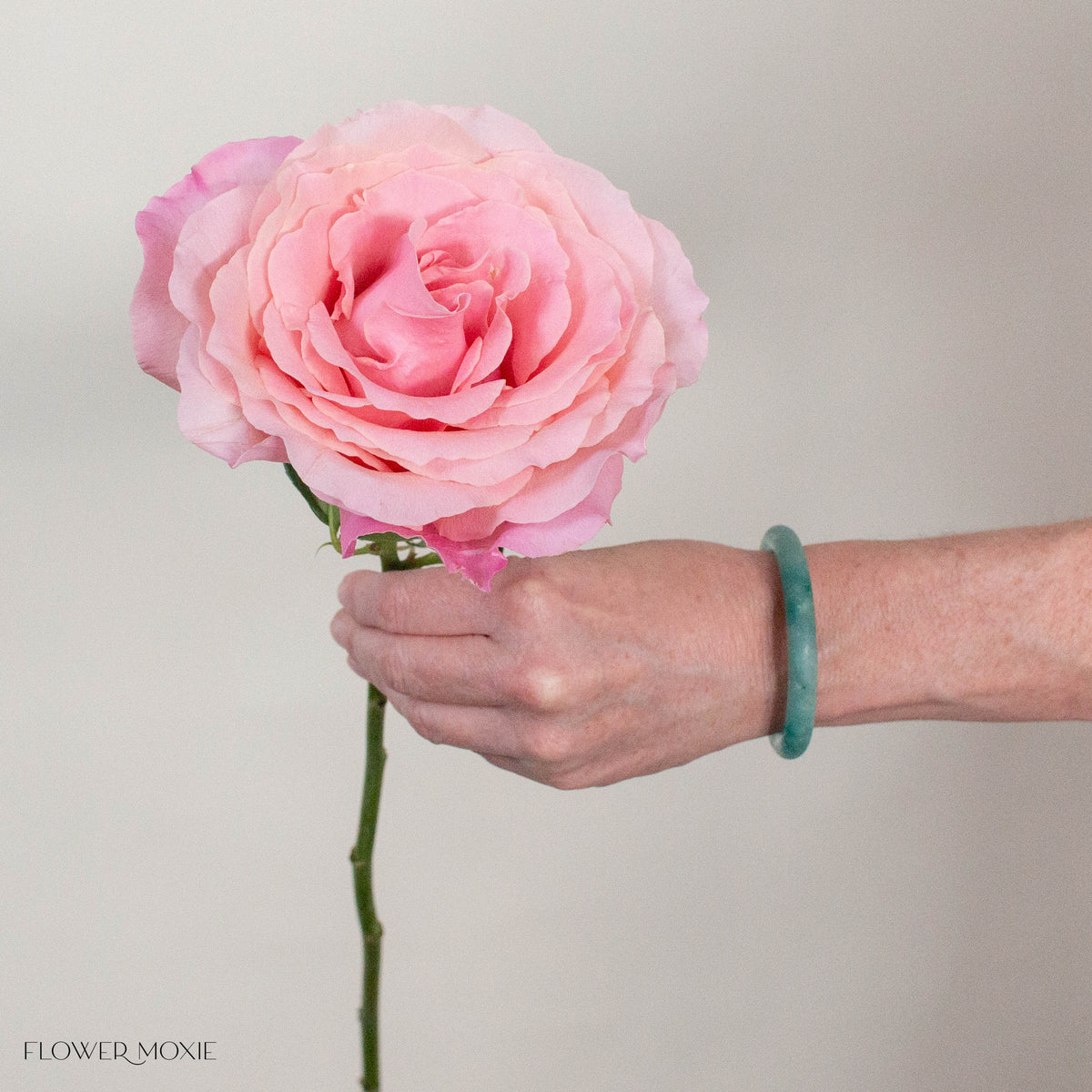 Pink Babaloo Rose