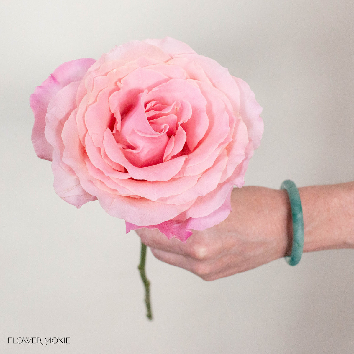 Pink Babaloo Rose