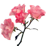 Pink Butterfly Spray Garden Roses
