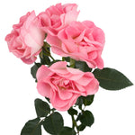 Pink Butterfly Spray Garden Roses
