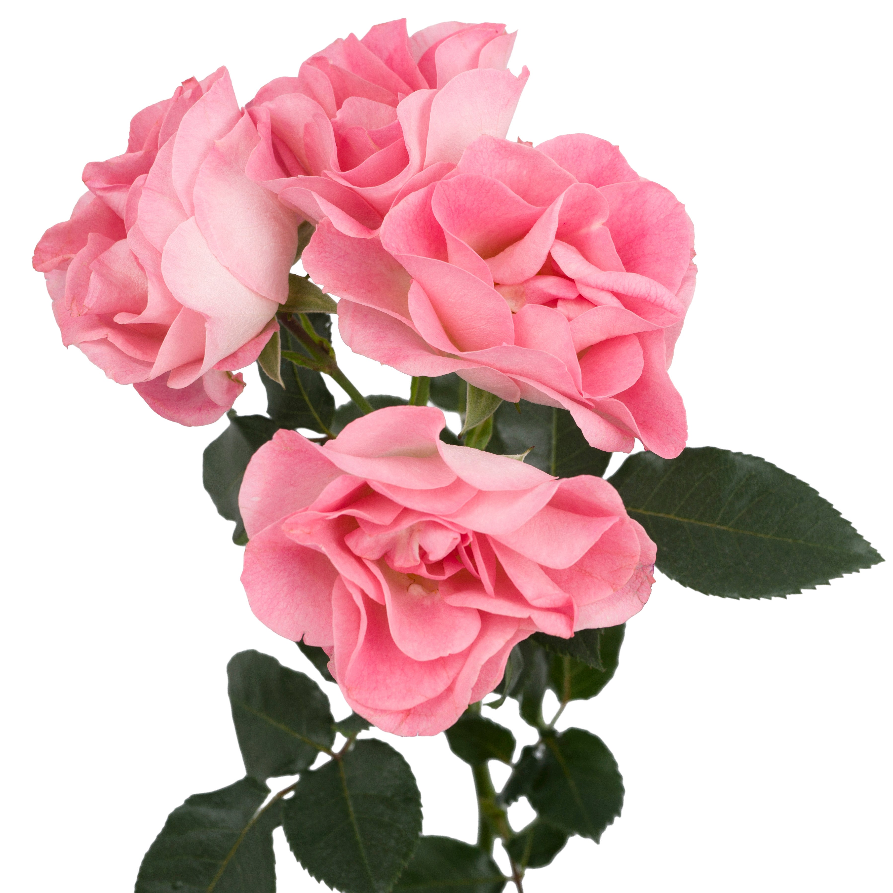 Pink Butterfly Spray Garden Roses
