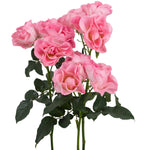 Pink Butterfly Spray Garden Roses
