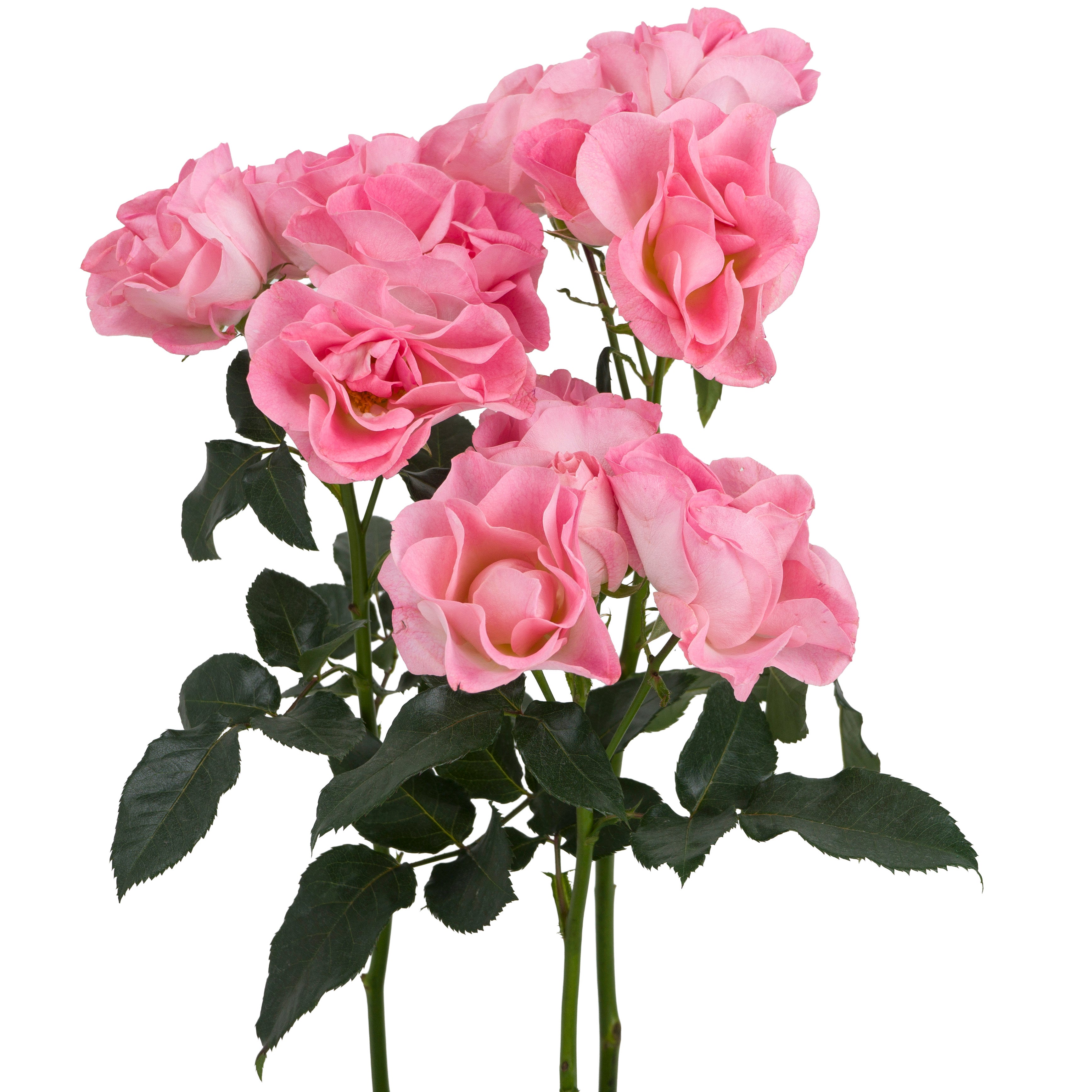 Pink Butterfly Spray Garden Roses
