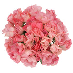Pink Butterfly Spray Garden Roses
