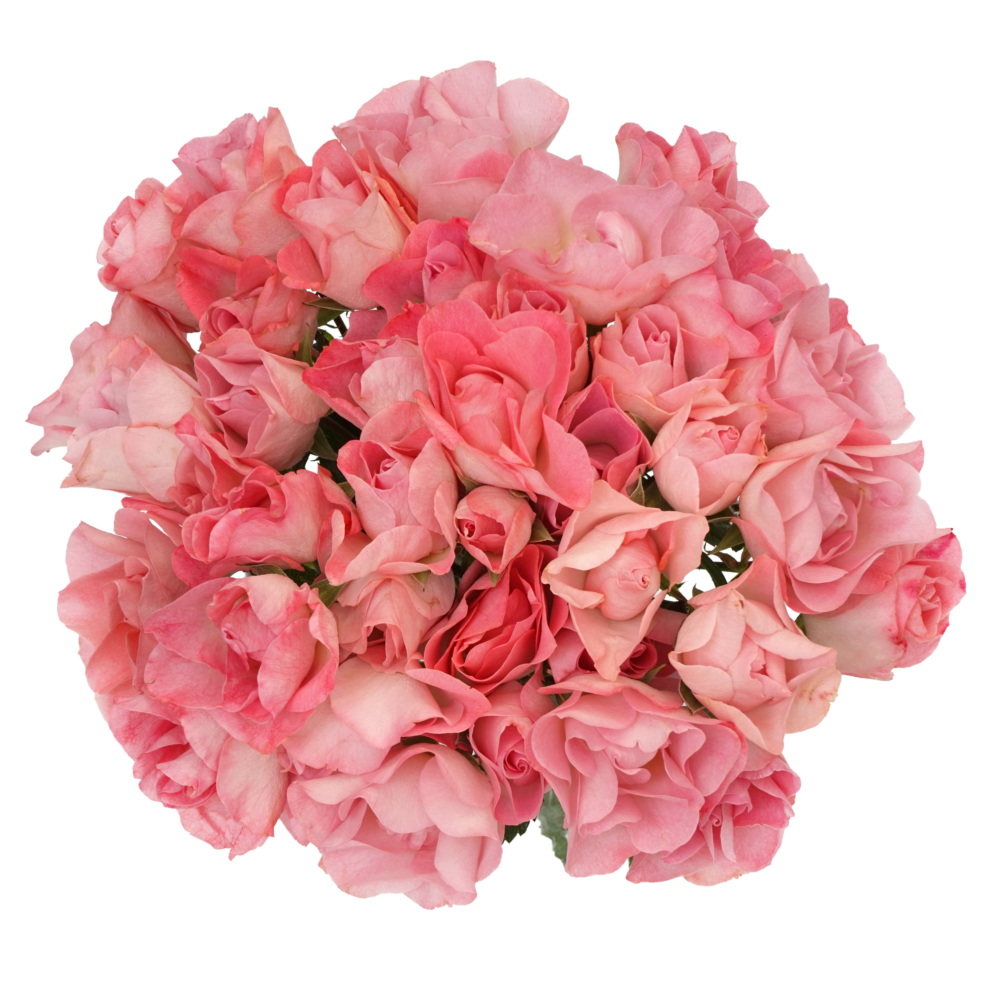 Pink Butterfly Spray Garden Roses
