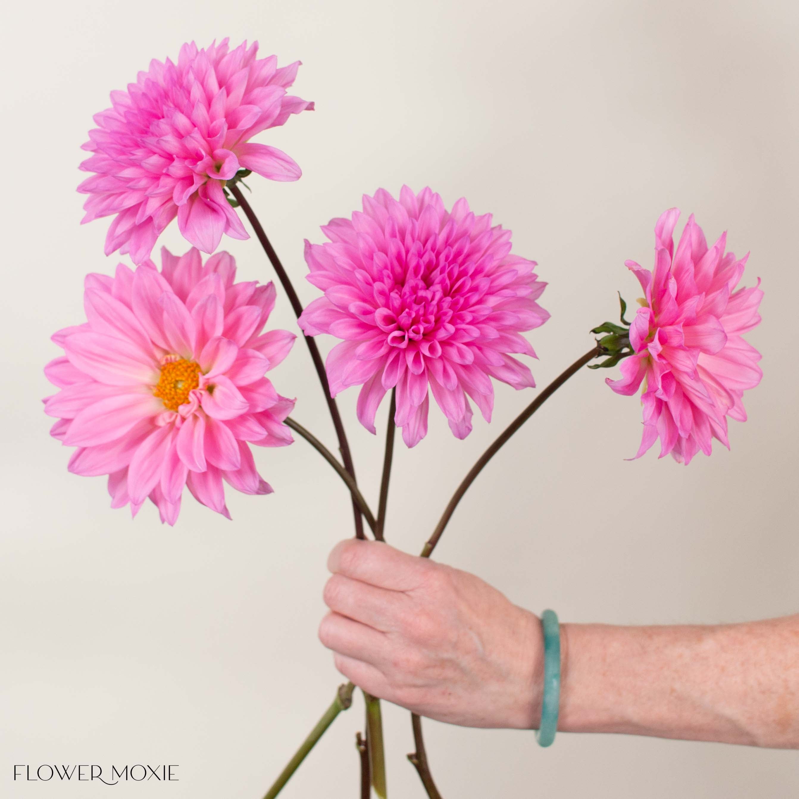Pink Quartz Dahlia Flower