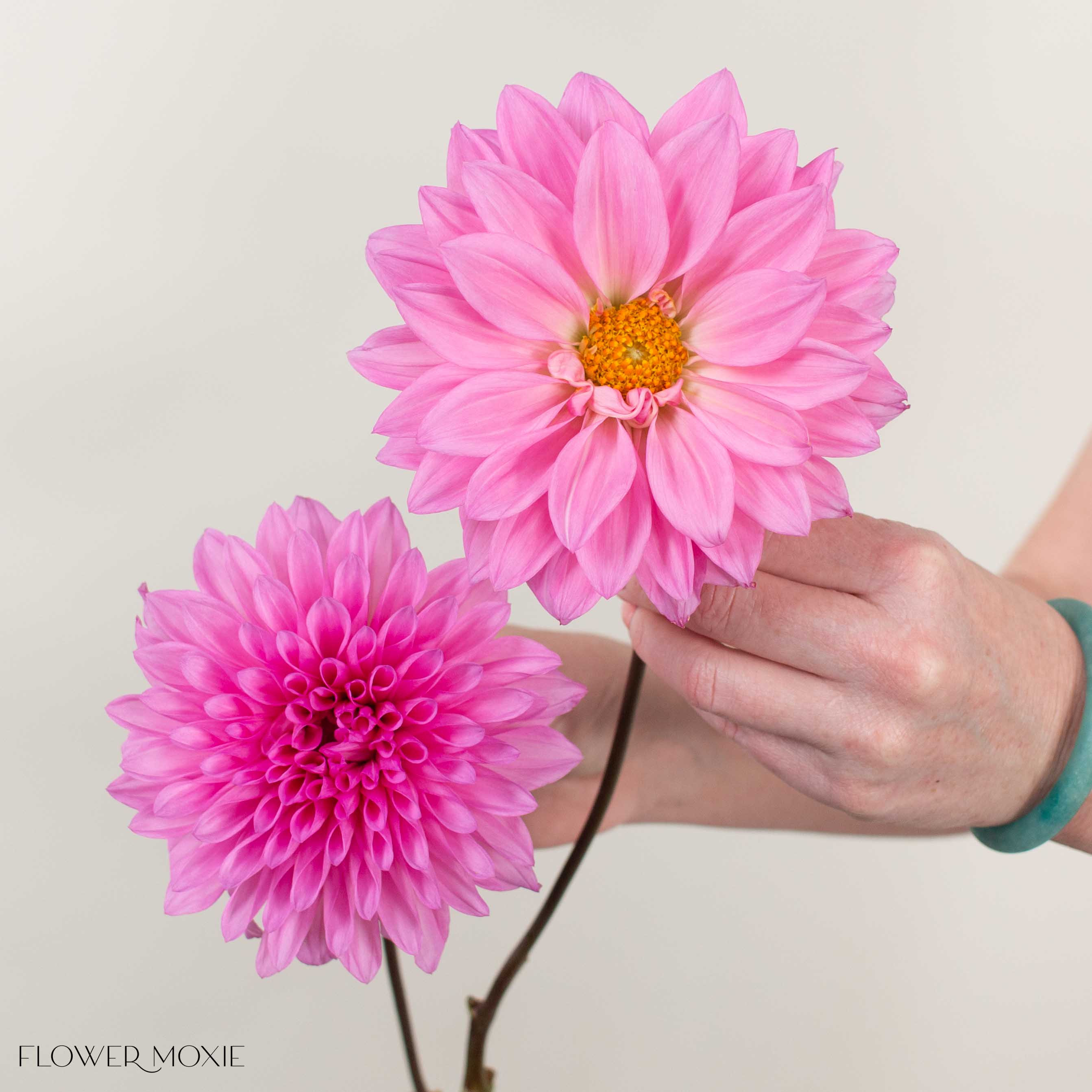 Pink Quartz Dahlia Flower