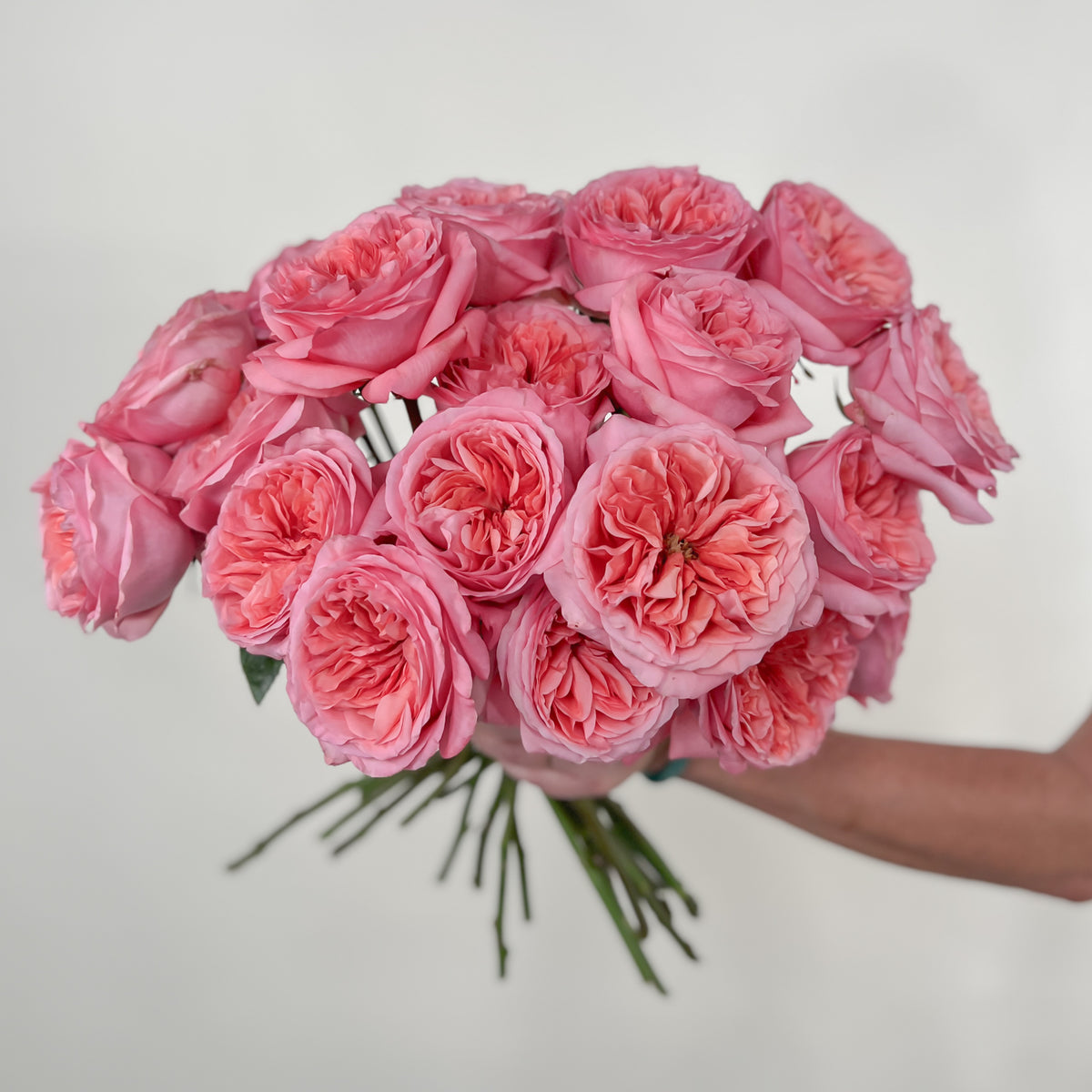 Pink Express Roses Pink Xpression Garden Rose | DIY Wedding Flowers | Flower Moxie
