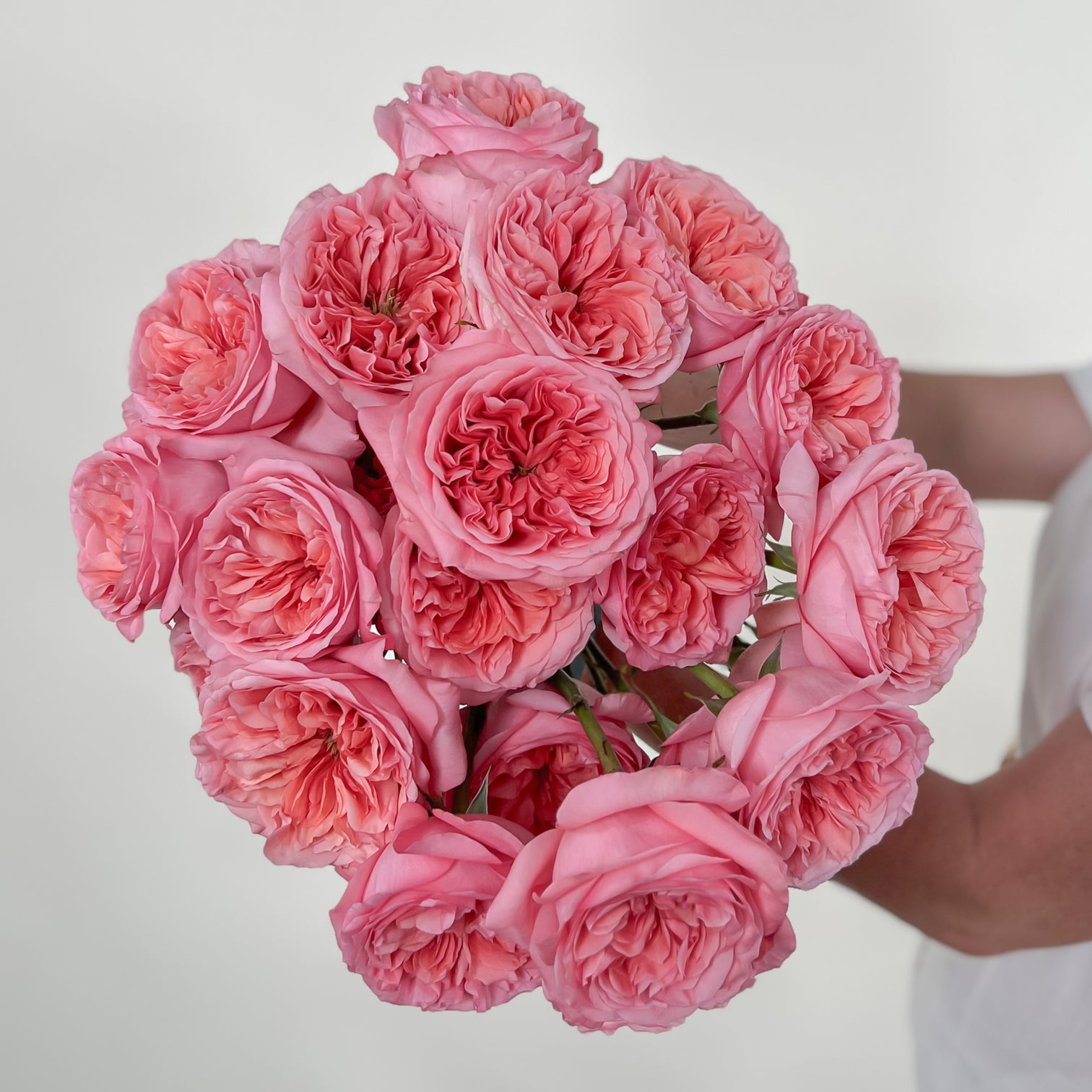 Pink Xpression Garden Rose | DIY Wedding Flowers | Flower Moxie