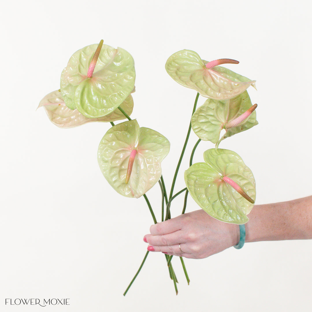 Pistache Green and Pink Anthurium
