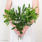  Pittosporum Greenery
