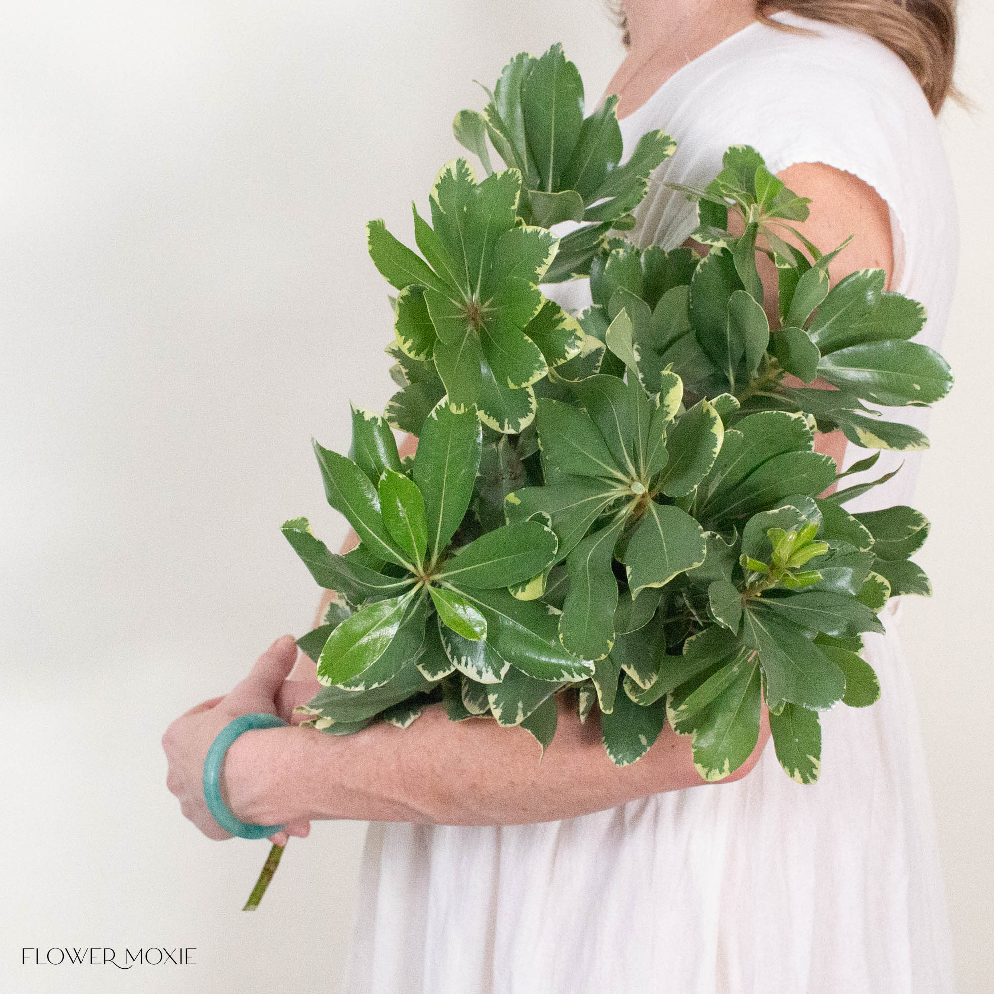 Variegated Pittosporum Greenery
