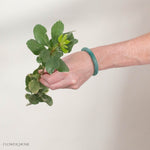 Variegated Pittosporum Greenery
