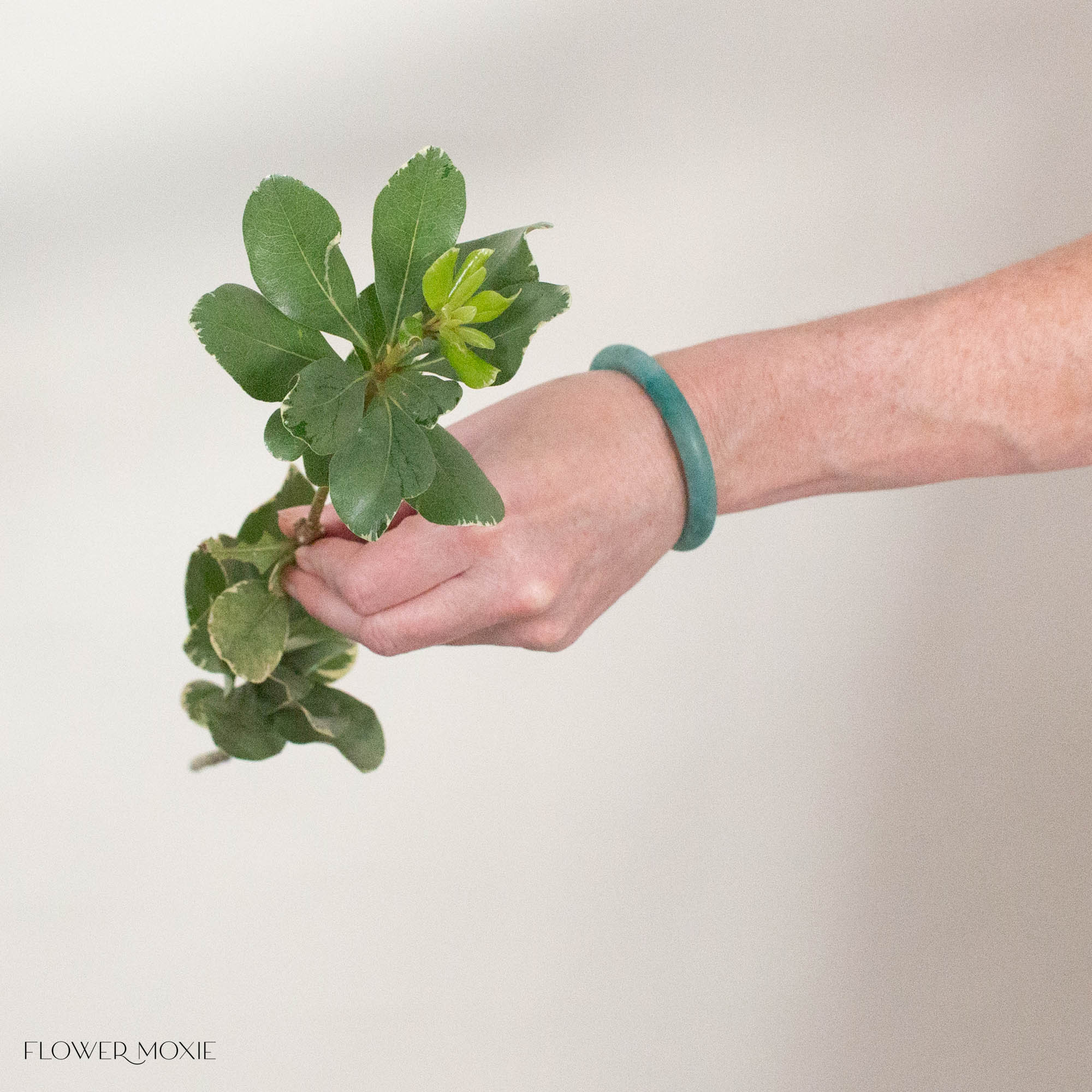 Variegated Pittosporum Greenery
