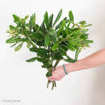  Pittosporum Greenery
