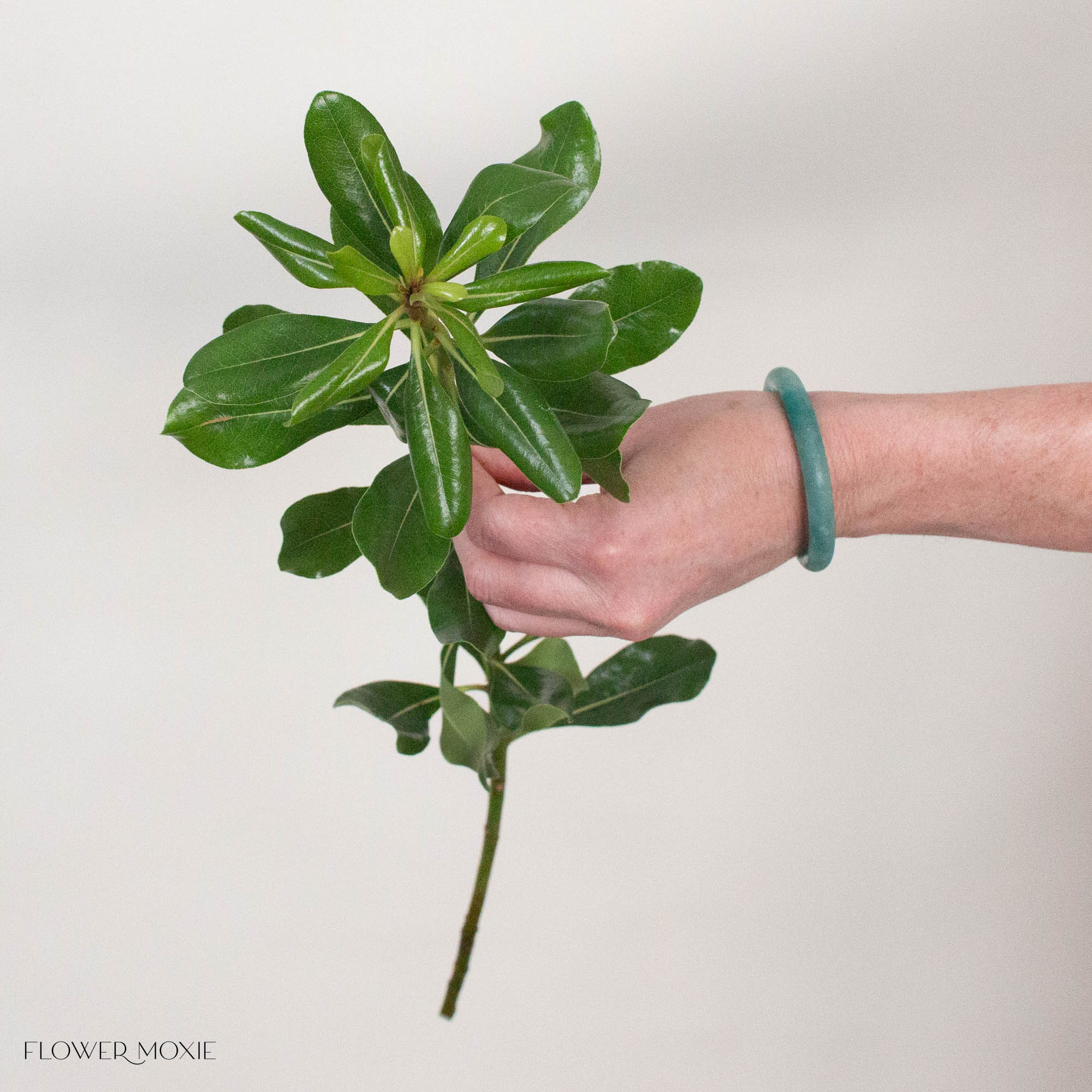  Pittosporum Greenery
