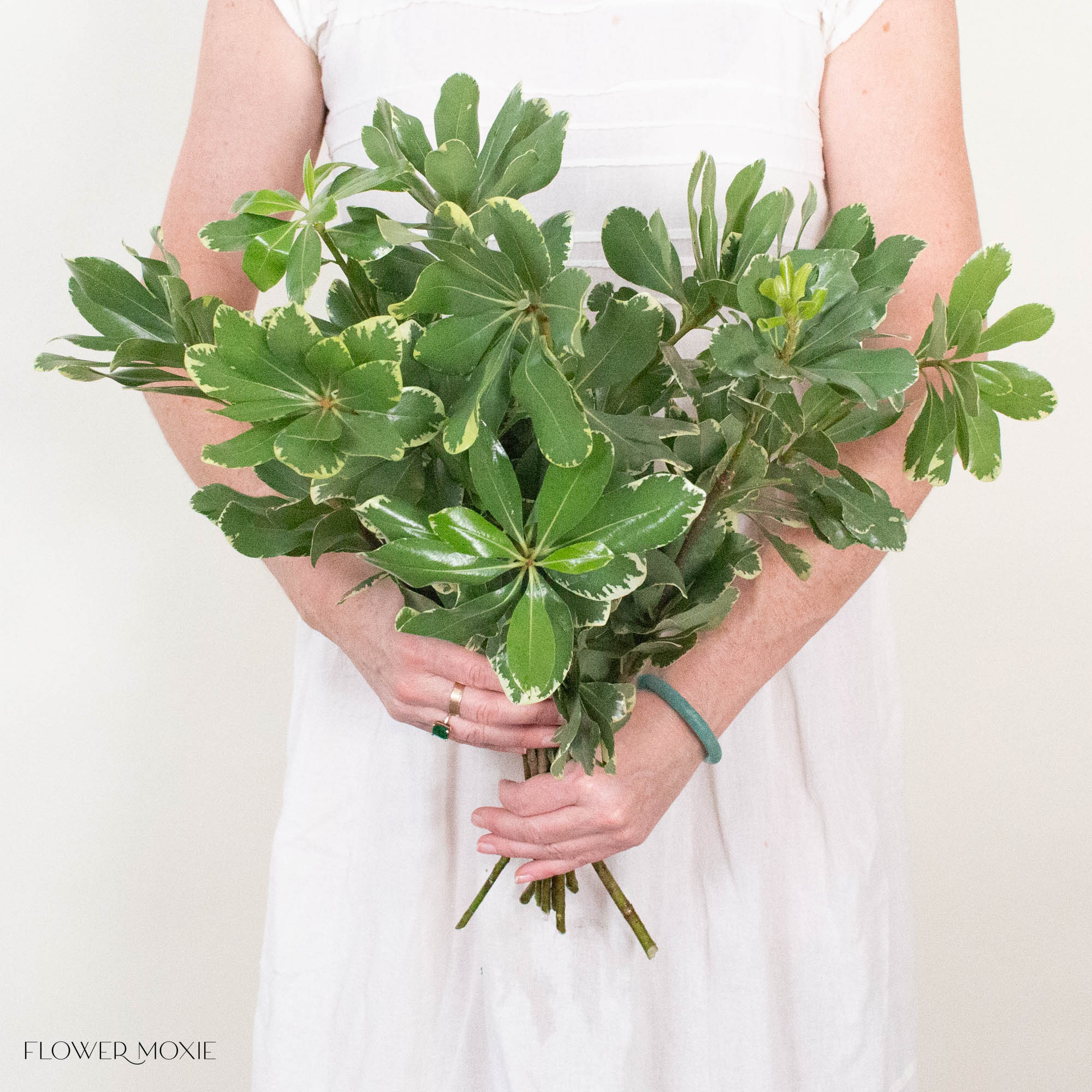 Variegated Pittosporum Greenery
