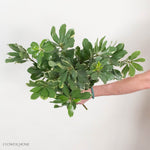 Variegated Pittosporum Greenery
