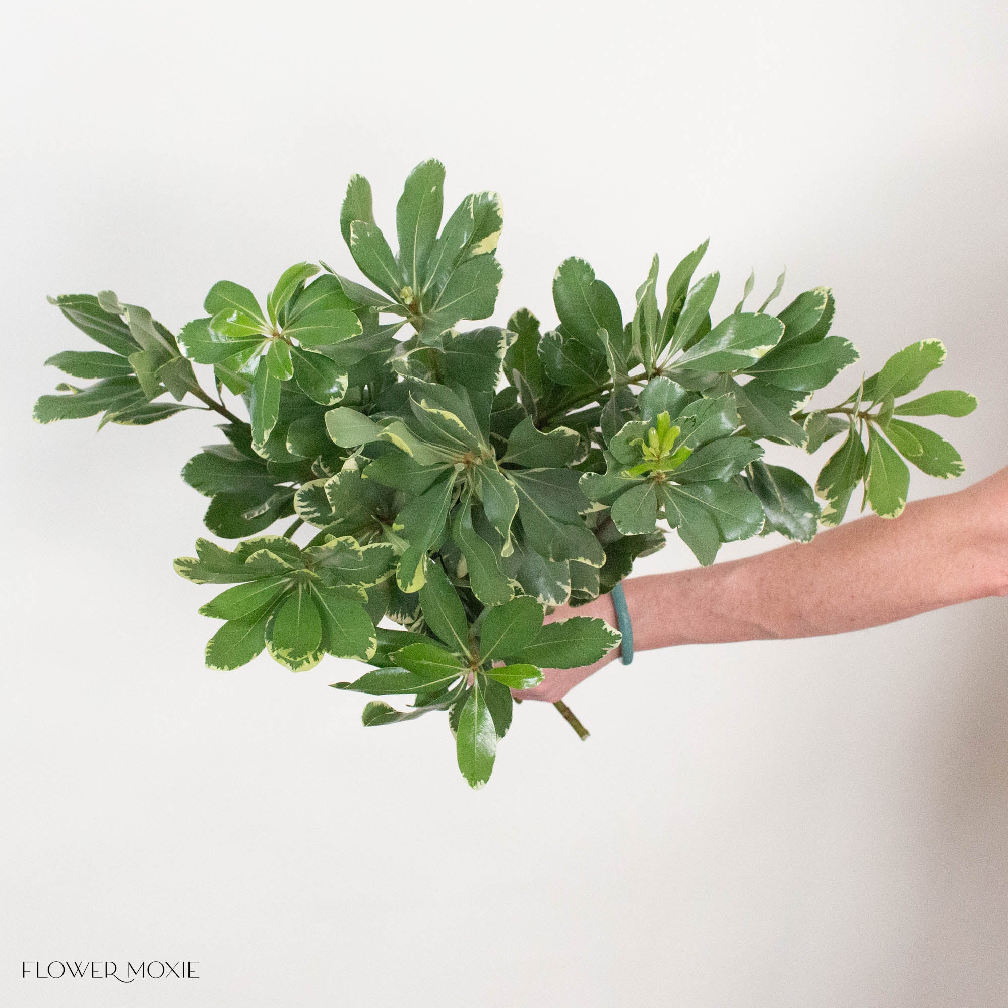 Variegated Pittosporum Greenery
