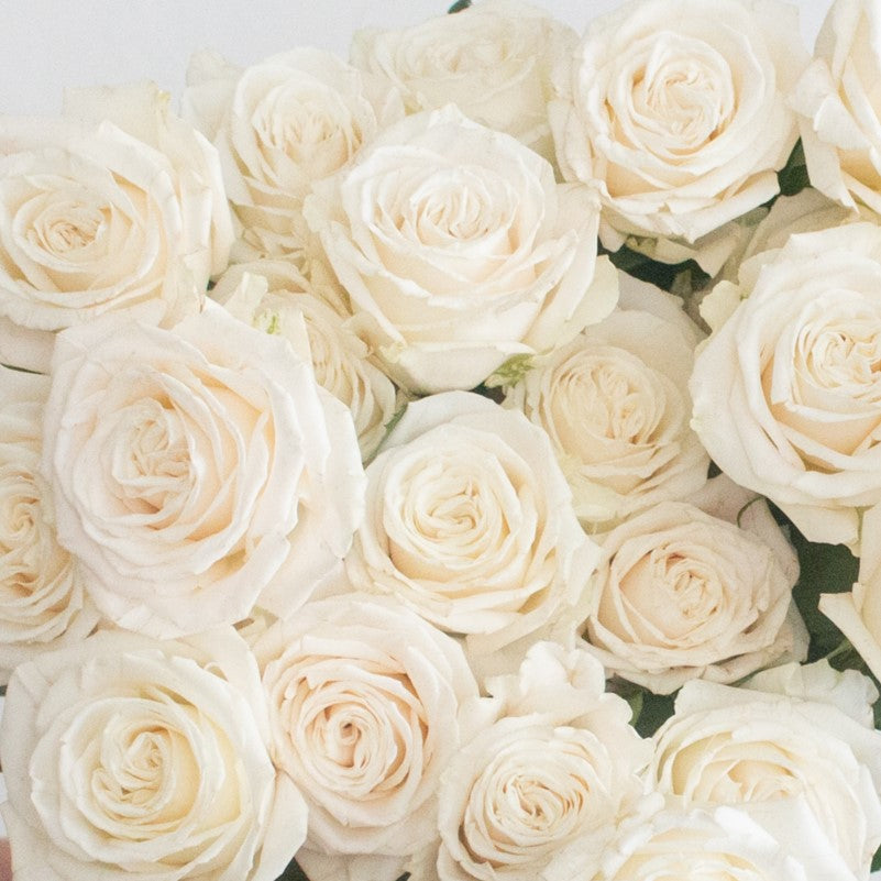Playa Blanca Rose Flower