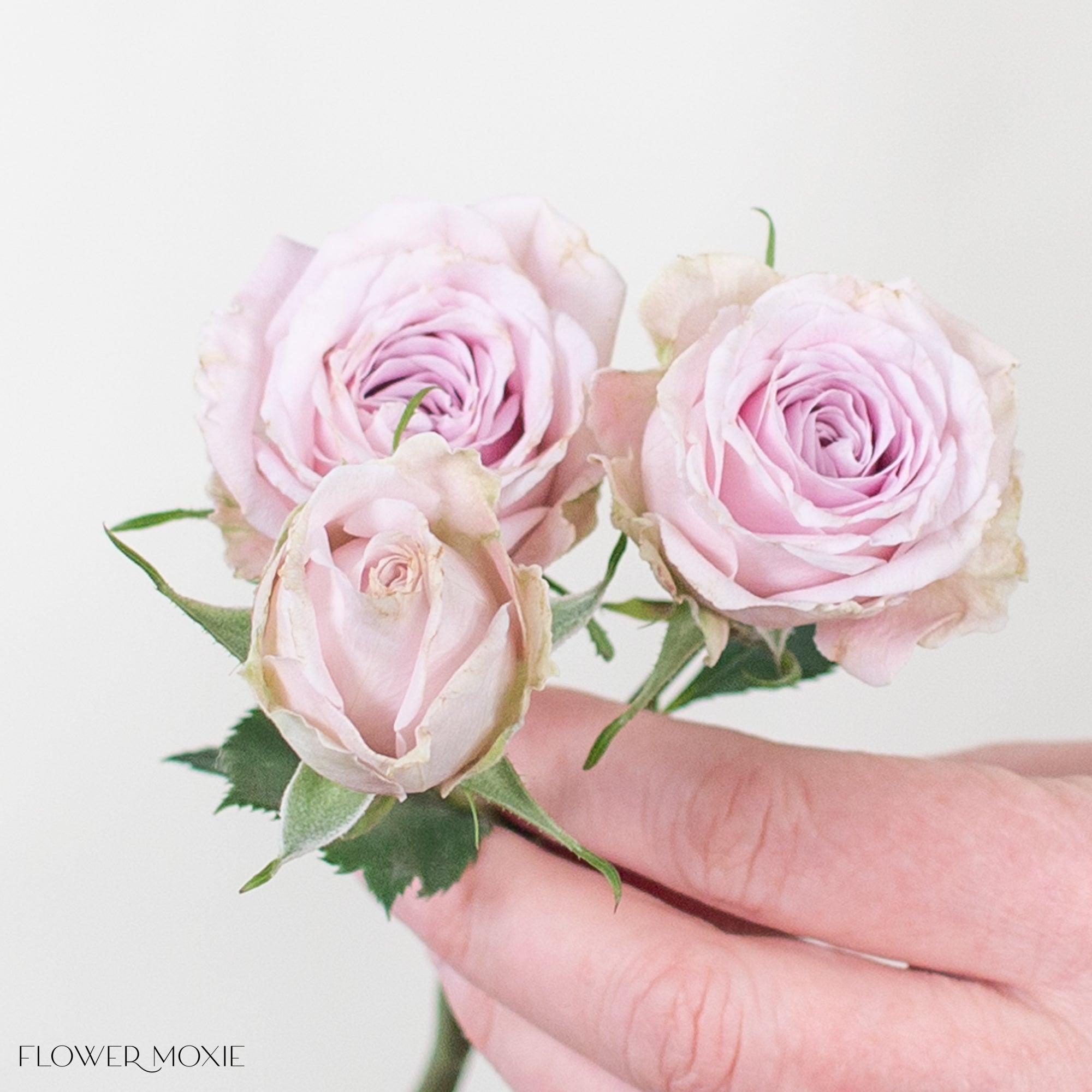 Blush Mauve Spray Roses | DIY Flowers from Flower Moxie with Free