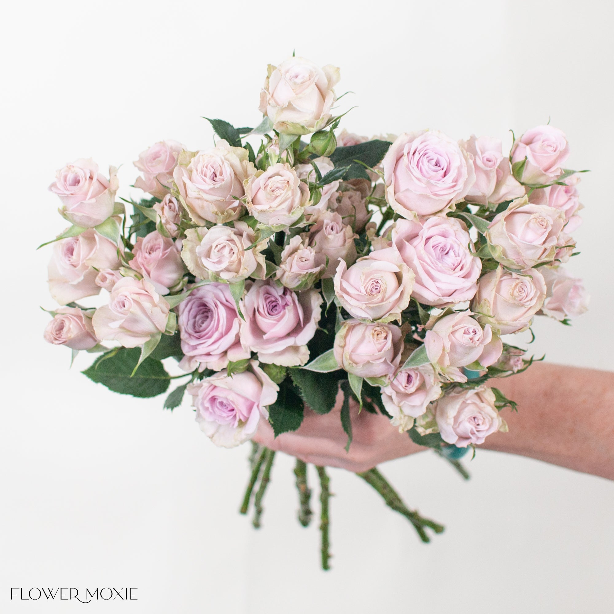 Blush Mauve Spray Roses | DIY Flowers from Flower Moxie with Free Shipping