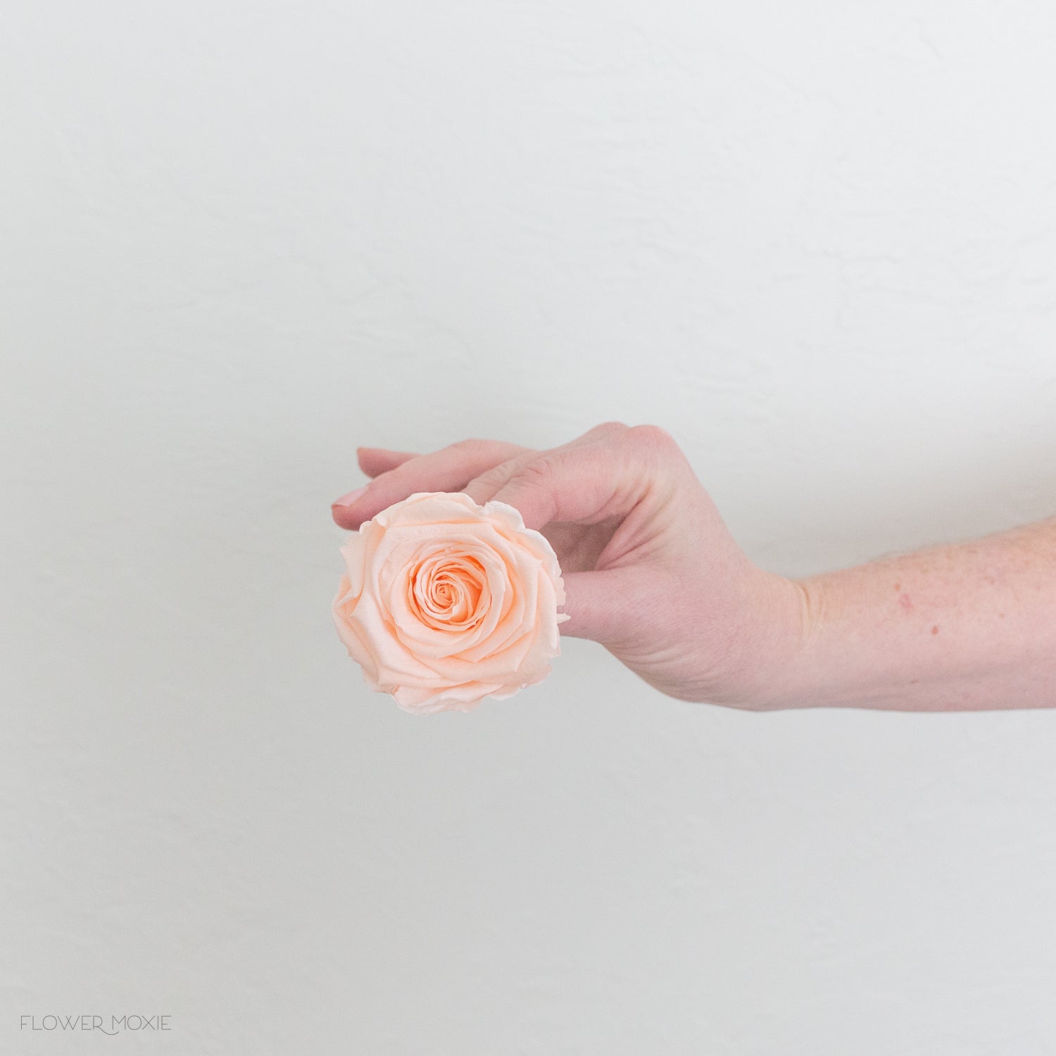 light peach preserved roses