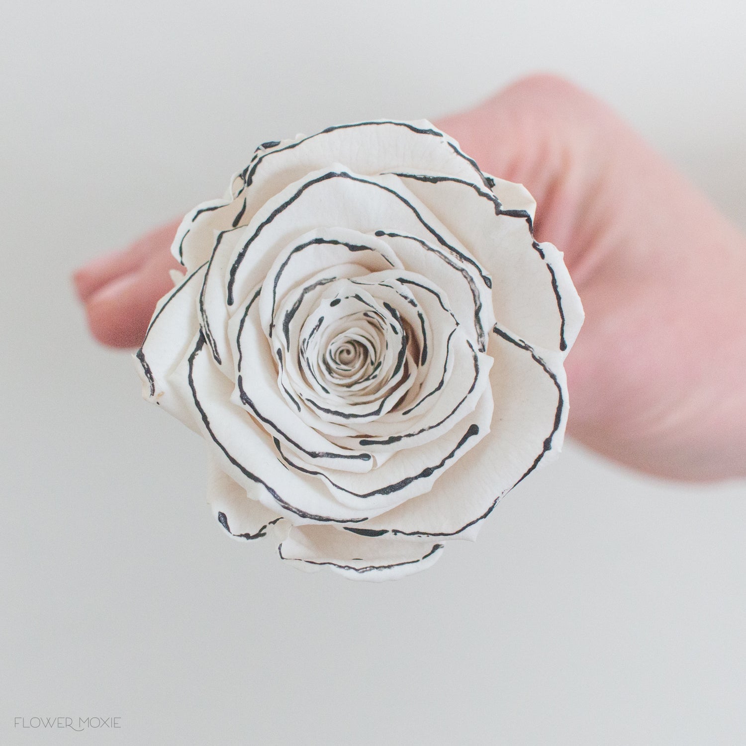 black and white preserved roses