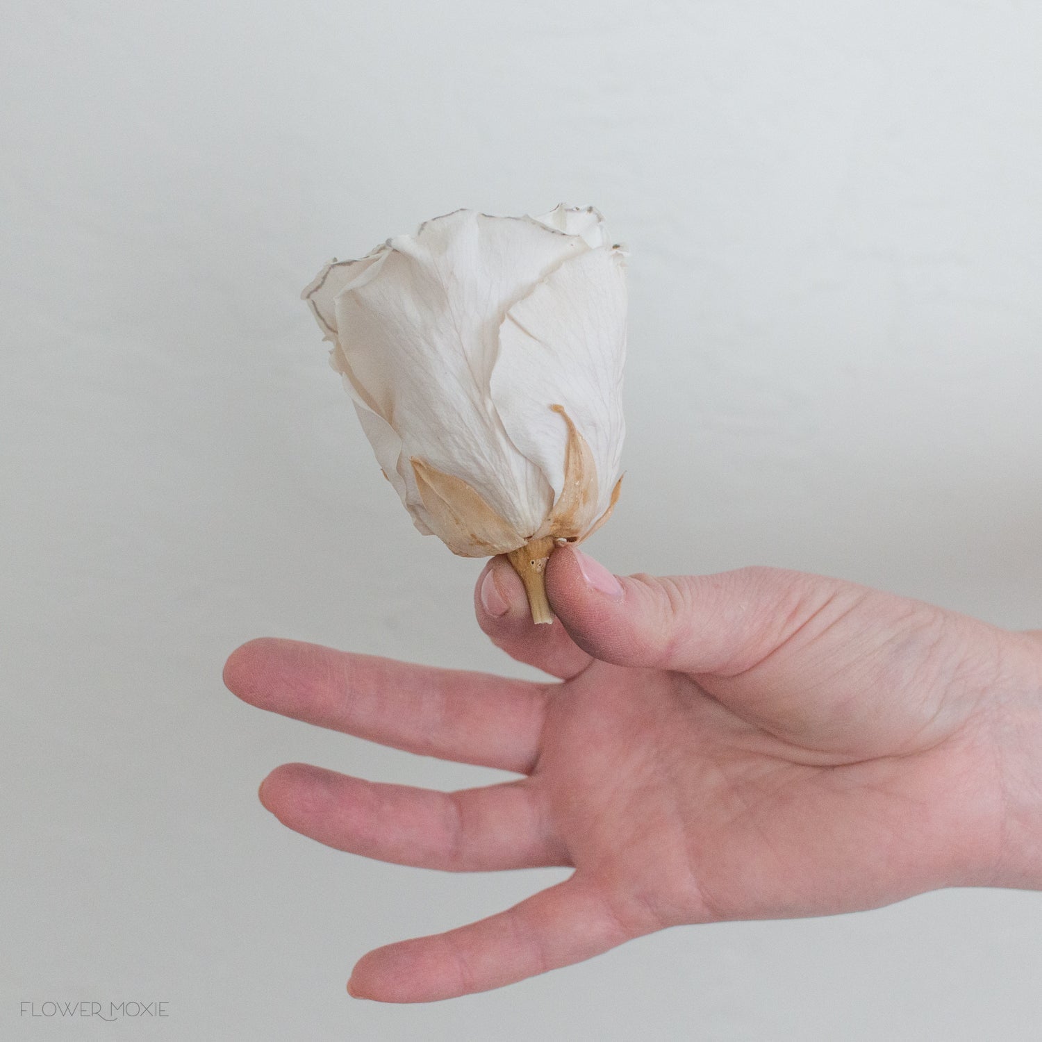 white and gold preserved flowers