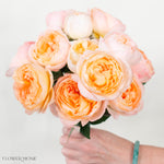 Peachy Coral Princess Aiko Garden Rose