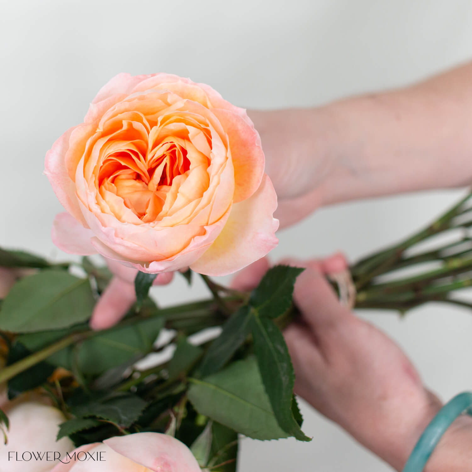 Peachy Coral Princess Aiko Garden Rose