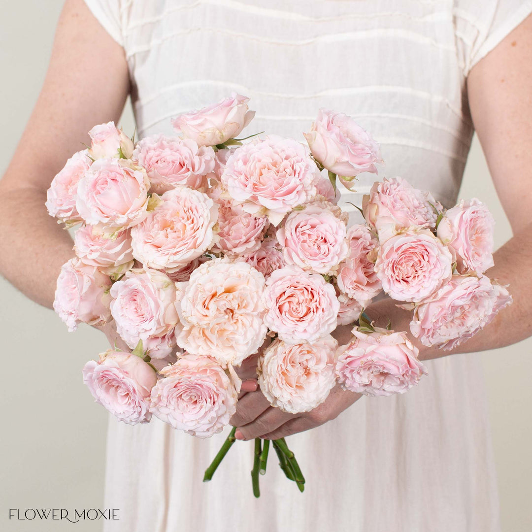 spray roses vs garden roses Blush Princess Fairy Kiss Spray Garden Roses | Bulk Wedding Flowers - Flower Moxie 60 Stems