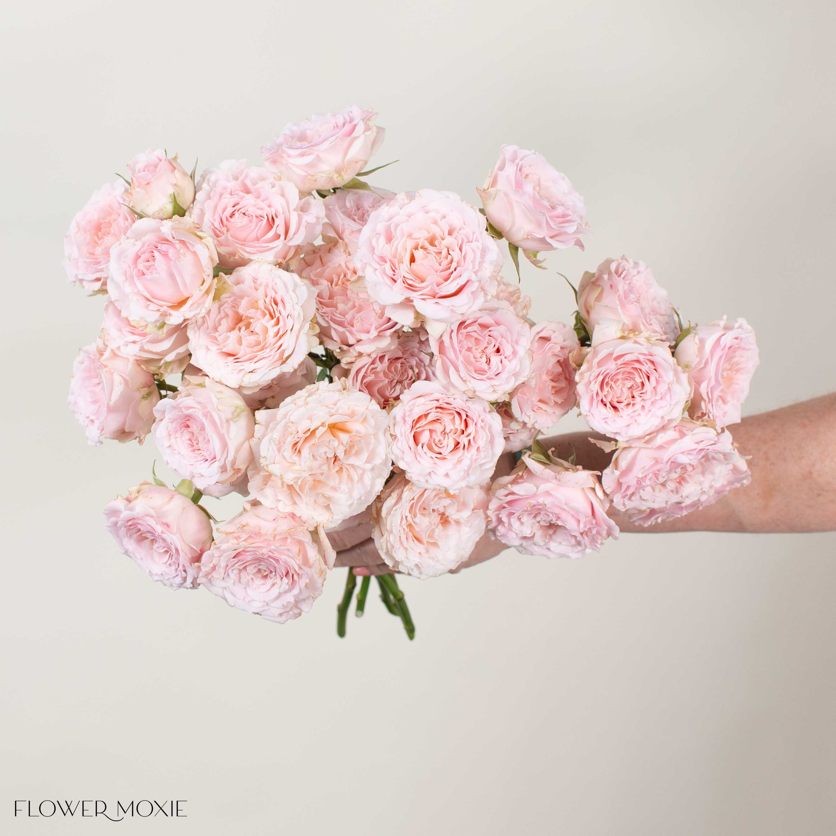Blush Princess Fairy Kiss Spray Garden Roses
