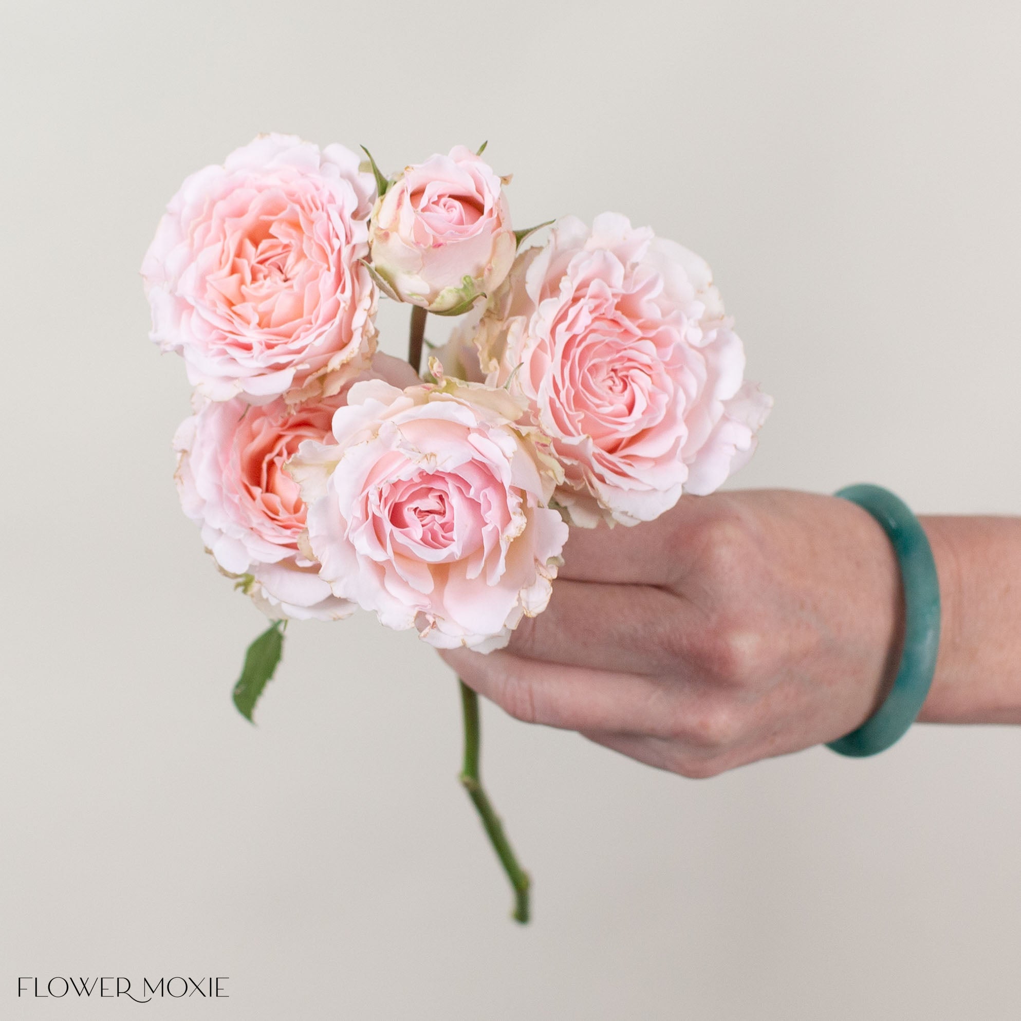 Blush Princess Fairy Kiss Spray Garden Roses
