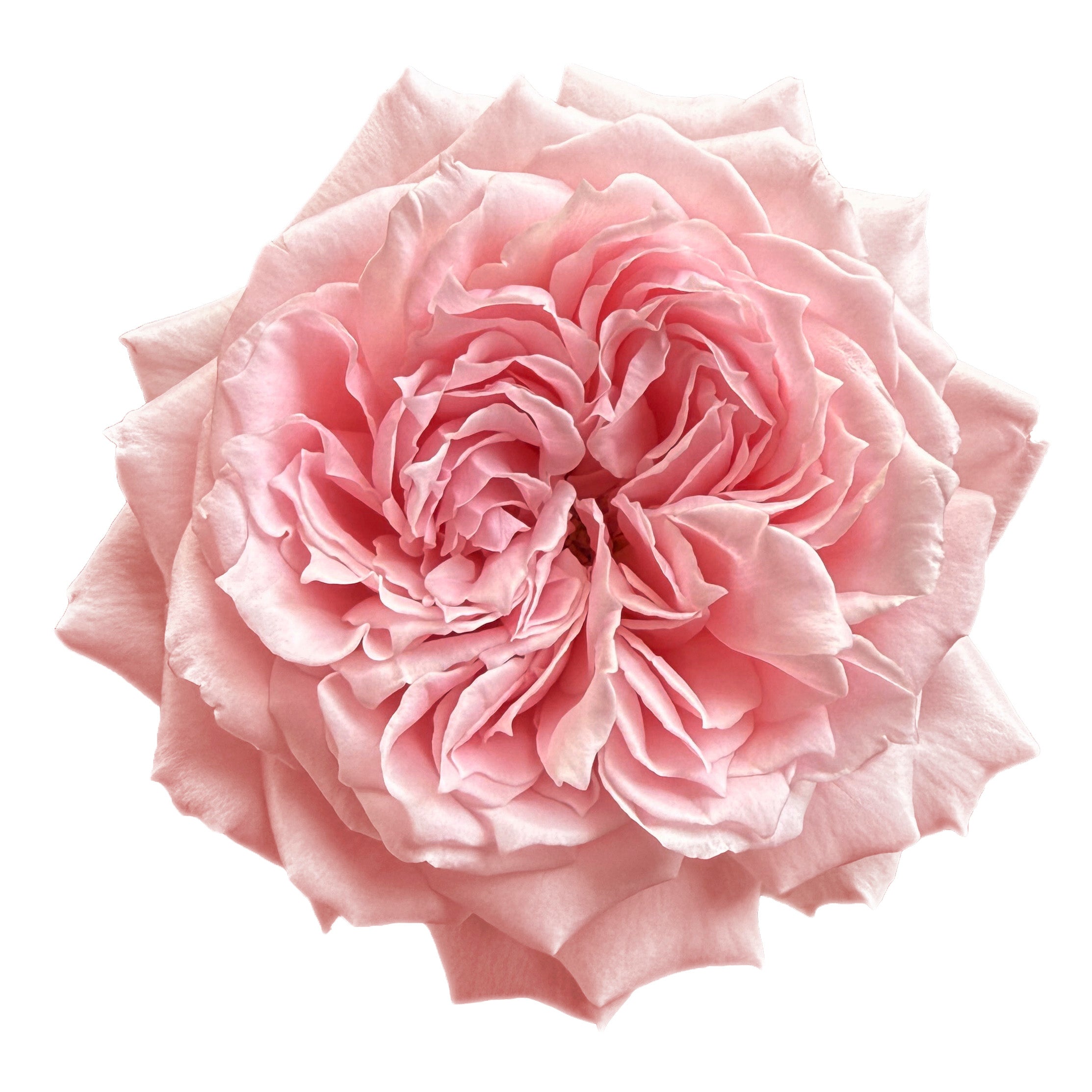 Light Pink Princess Hitomi Garden Rose
